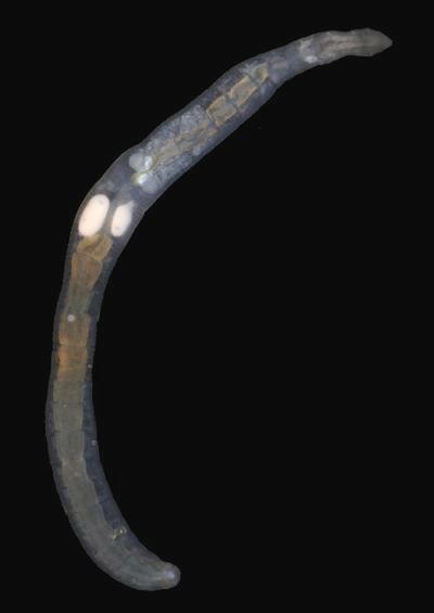 Clitellate oligochaetes clitellata hirundinea leech leeches sludge Worm Images UK